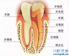 牙龈炎、牙周炎、牙髓炎有什么区别？