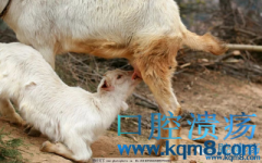 羊奶含有上皮细胞生长因子(EGF)可以促进口腔溃疡愈合